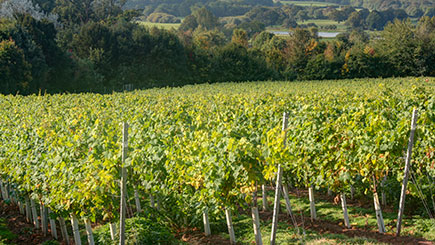 Winemaker Vineyard Tour for Two at Stopham Estate, West Sussex Image 3