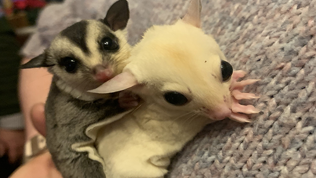 Meet Sugar Gliders for Two with The Animal Experience Image 1