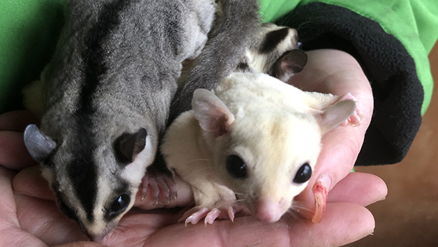 Meet Sugar Gliders for Two with The Animal Experience Image 3