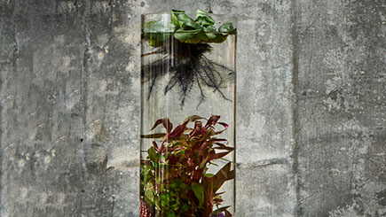 A Jarrarium and Aquatic Landscape Masterclass for Two in East London