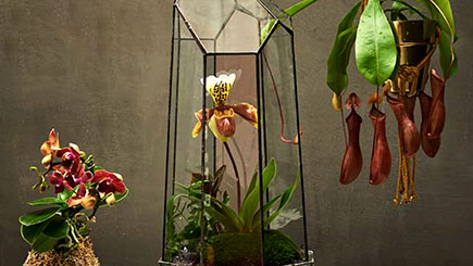 Click to view details and reviews for A Tropical Terrarium With Tool Making Masterclass For Two In East London.