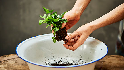 A Tropical Terrarium with Tool Making Masterclass for Two in East London Image 2