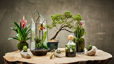 A Tropical Terrarium with Tool Making Masterclass in East London