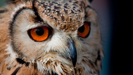 Falconry Insight Day Image 2