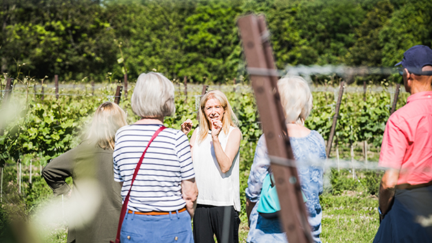 Vineyard Tour and a Wine Tasting for Two at Ashling Park Estate Image 1