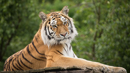 Click to view details and reviews for Big Cat Photography In Merseyside.