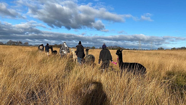 60-minute Alpaca Trek in the Wetley Moors for Two Image 3