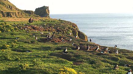 One Day Puffin Tour Image 2