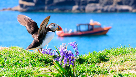 One Day Puffin Tour Image 3