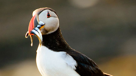 One Day Puffin Tour for Two