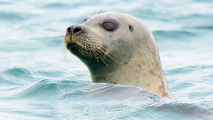 Seal Watching for Two in Oban, Scotland