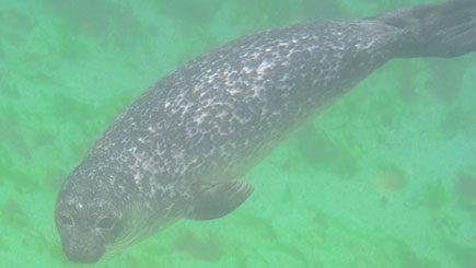 Seal Watching for Two in Oban, Scotland Image 2