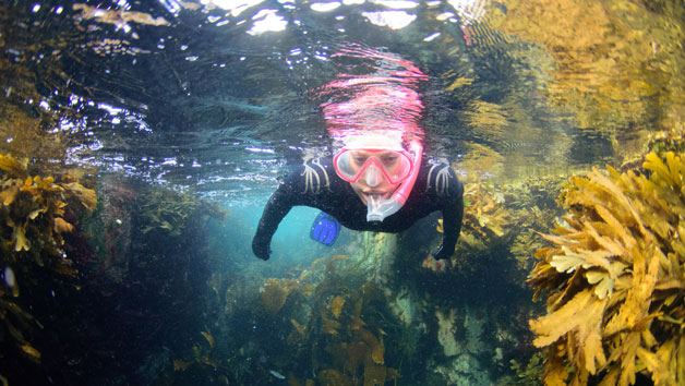 Swimming with Seals for Two in Oban, Scotland Image 4