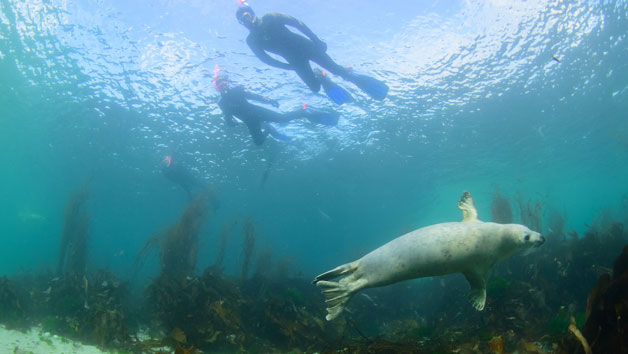 Swimming with Seals for Two in Oban, Scotland Image 3