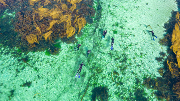 Swimming with Seals for Two in Oban, Scotland Image 5