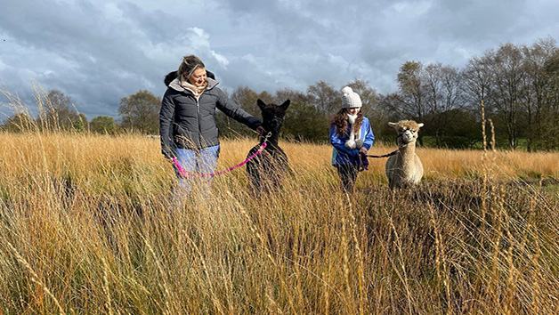 60-minute Alpaca Trek in the Wetley Moors for Two Image 1