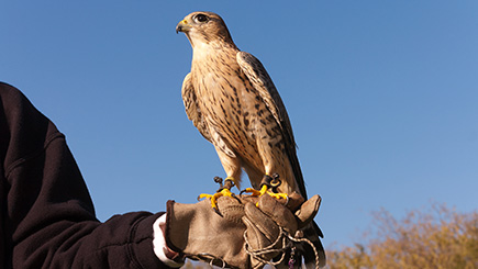 Bird of Prey Falconry Day Image 3