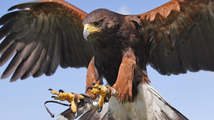 Bird of Prey Falconry Day Image 2