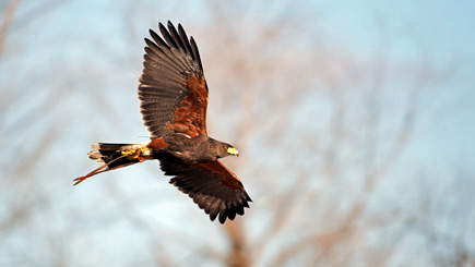 Bird of Prey Falconry Experience for Two Image 3