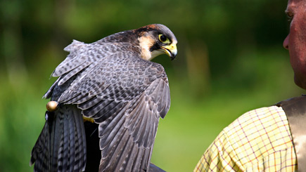 Bird of Prey Falconry Experience for Two Image 2