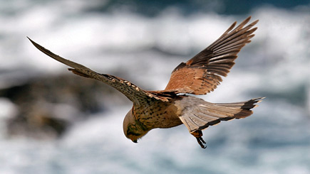 Bird of Prey Falconry Experience for Two