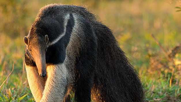 Giant Anteater Close Encounter Experience at Drusillas Park Zoo for One Image 3