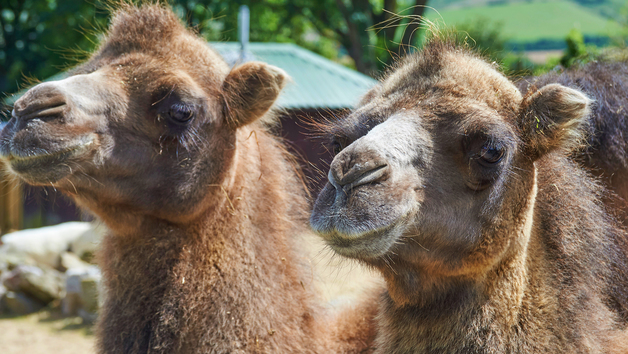 Camel Close Encounter Experience for One at Drusillas Park Zoo Image 2