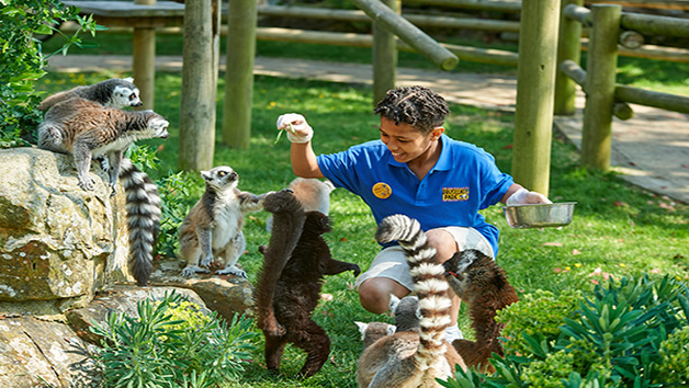 Lemur Close Encounter Experience for One at Drusillas Park Zoo Image 1