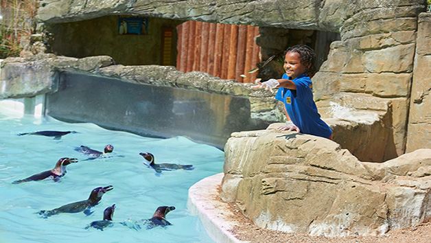 Penguin Encounter at Drusillas Zoo Park for One Image 2