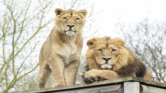 Paul Hollywood Afternoon Tea at The Big Cat Sanctuary for Two Image 4