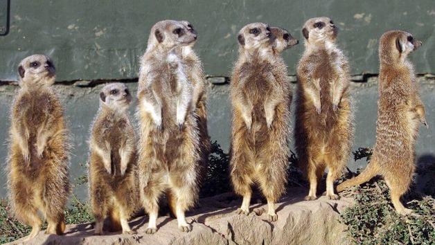 Family Meerkat Encounter and Afternoon Tea at Twycross Zoo for Four Image 1