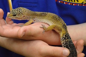Reptile Close Encounter Experience for Two at Drusillas Park Zoo picture