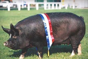 Two Night Farm Experience at Smallicombe Farm for Two Image 2