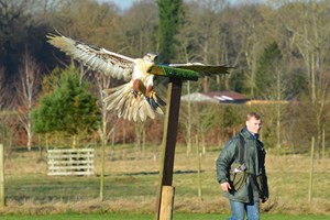 Hawk Walk and Flying Experience at Willows Bird of Prey Centre for Two picture