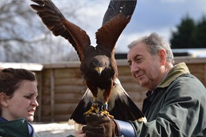 Hawk Walk and Flying Experience for Two at Willows Bird of Prey Centre picture