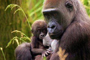 Entry to London Zoo for One Adult and One Child Image 3