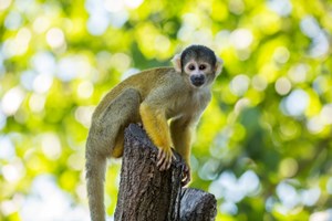 Entry to London Zoo for Two Adults and Two Children picture