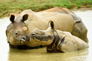 Entry to Whipsnade Zoo for One Adult and One Child Image 5