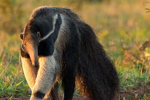 Giant Anteater Close Encounter Experience for Two at Drusillas Park Zoo picture