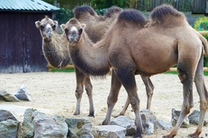 Camel Close Encounter Experience at Drusillas Park Zoo for One picture