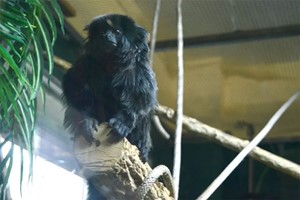 Half Day Keeper Experience at Northumberland College Zoo for Two picture