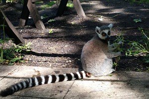 Meet the Animals at Lakeland Wildlife Oasis for Two picture