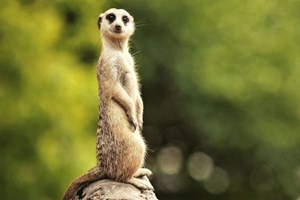 Meet the Meerkats at Knockhatch Adventure Park for Two Image 1