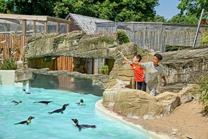 Penguin Close Encounter Experience for Two at Drusillas Park Zoo picture