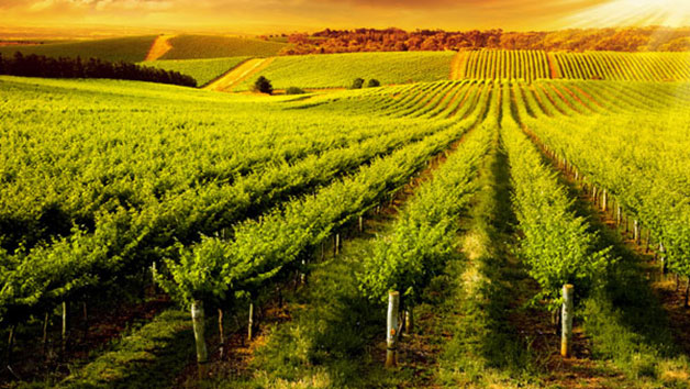 Vineyard Tour with Afternoon Tea or Lunch for Two