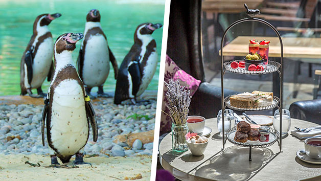 Buy Afternoon Tea with Prosecco at Gordon Ramsay's York and Albany and London Zoo for Two Buy Afternoon Tea with Prosecco at Gordon Ramsay's York and Albany and London Zoo for Two