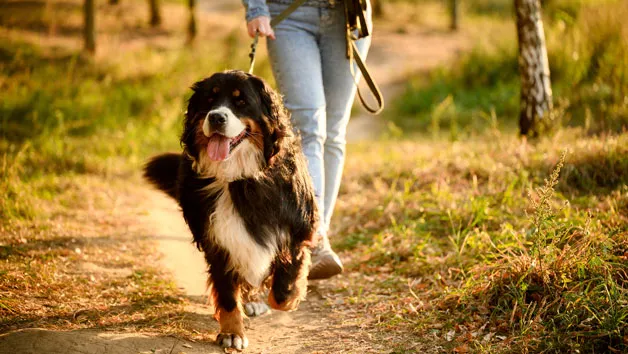 For them and their pup collection picture