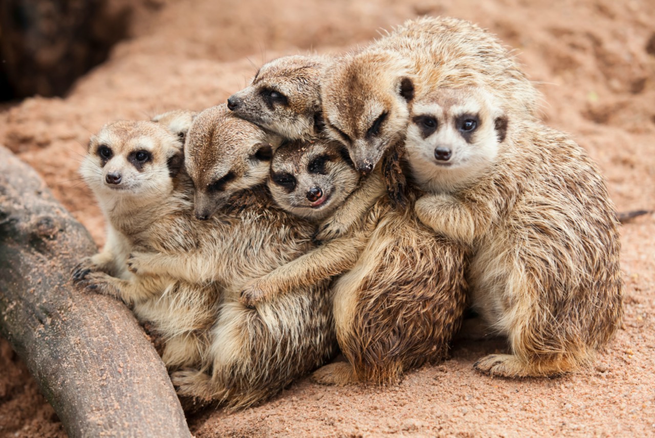 Meerkats in a huddle
